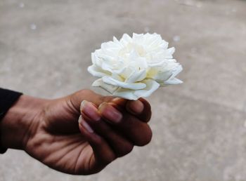 Close-up of hand holding white rose flower