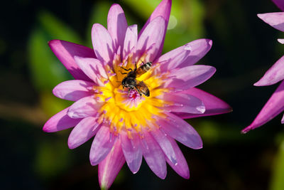 Close-up of bee pollinating on purple flower