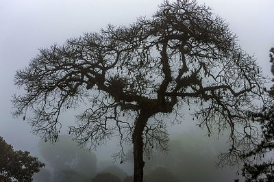 Low angle view of tree against clear sky