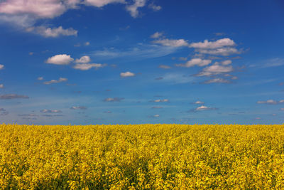 Blooming canola field and blu sky with white clouds