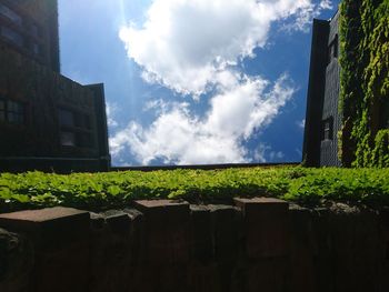 Trees on field against sky