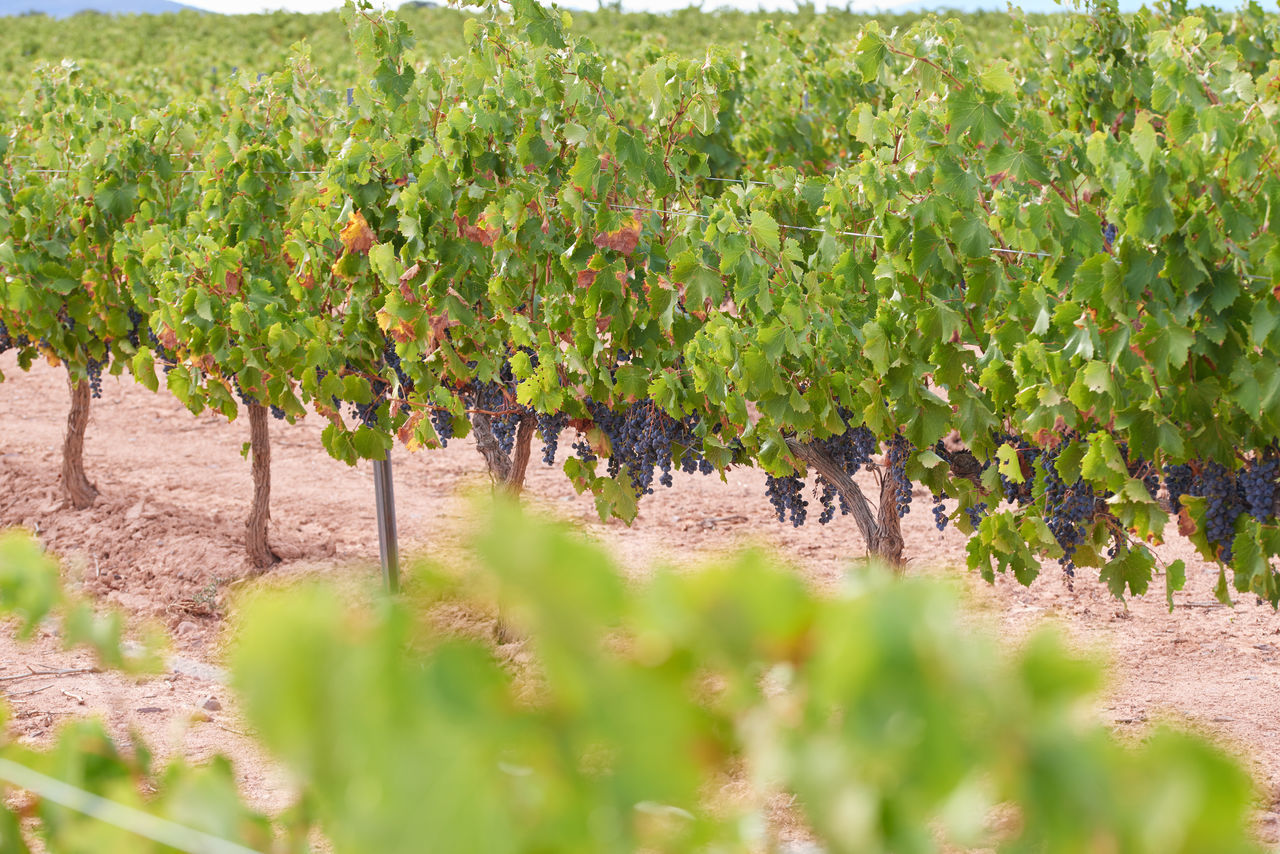 VIEW OF VINEYARD