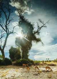 Scenic view of tree against sky