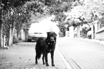 Portrait of dog standing on footpath