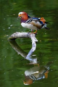 Bird perching on a lake