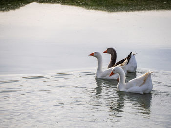 Swan swimming in lake