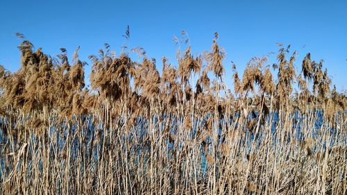 Low angle view of plants growing on field against clear blue sky