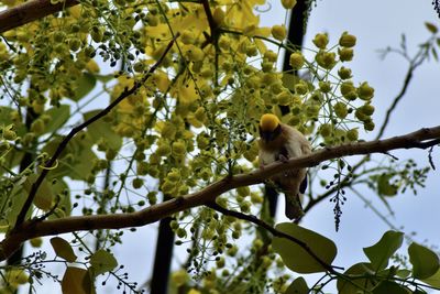 Low angle view of bird perching on tree