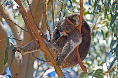 Koala relaxing in the wild