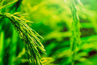 Close-up of wheat growing on field