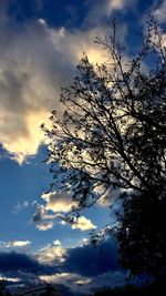 Low angle view of cherry tree against sky