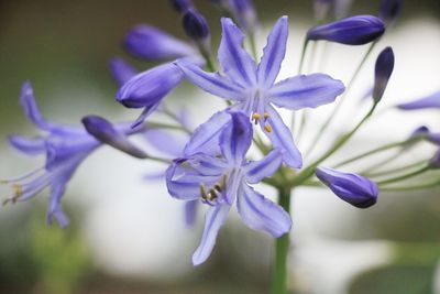 Close-up of purple flowering plant