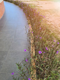 High angle view of pink flowering plants on footpath