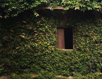 Ivy growing in garden