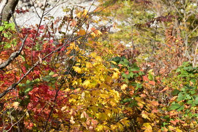 Close-up of yellow maple leaves on tree