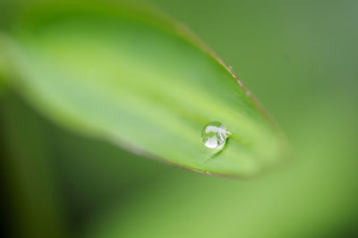 Close-up of water drops on leaf