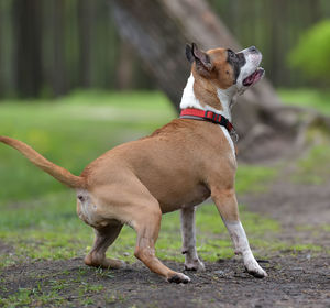 Full length of a dog on field