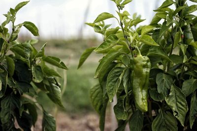Close-up of fresh green pepper plant in field