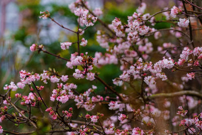 Close-up of white cherry blossom