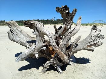 Dead tree on sand