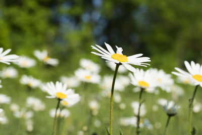 Close-up of white daisy flowers on field