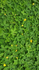 Full frame shot of yellow leaf floating on water