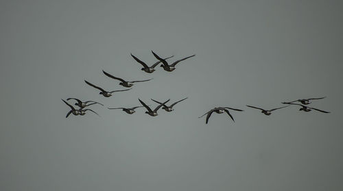 Low angle view of birds flying against clear sky