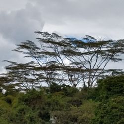 Scenic view of trees against sky