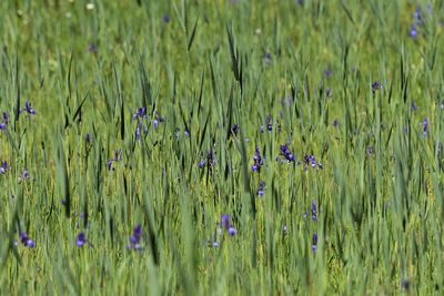 Full frame shot of flowering plants on field