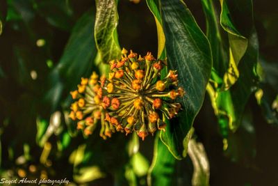 flower