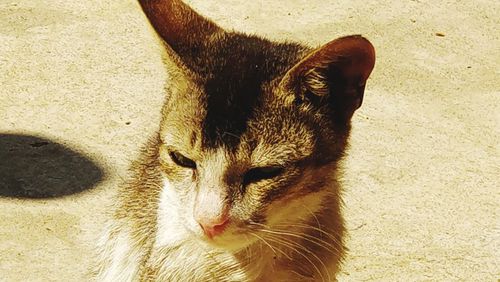 Close-up portrait of cat