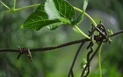 Close-up of grasshopper on twig