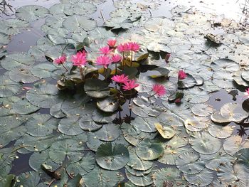 High angle view of pink water lily on leaves