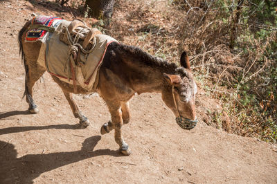 Horse running on land