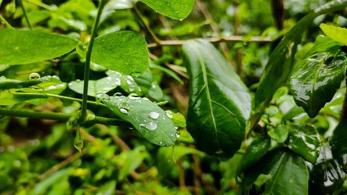 Close-up of wet plant leaves during rainy season