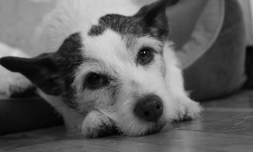 Close-up portrait of dog relaxing at home