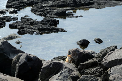 Wild cat and high angle view of rocks on beach