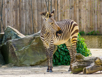 Zebras standing on rock in zoo