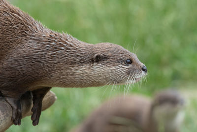 Head shot of an otter 