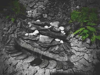 High angle view of rocks and trees in forest