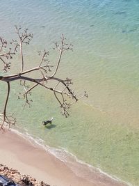 High angle view of plant on beach