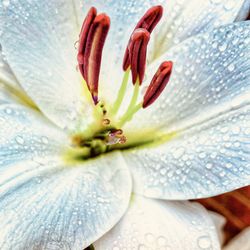 Full frame shot of white lily