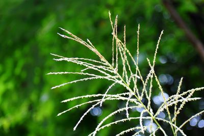 Close-up of fresh green plant