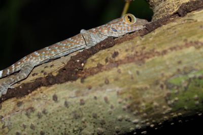 Close-up of lizard on leaf