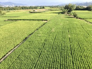 Scenic view of agricultural field