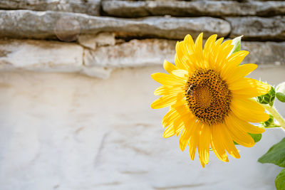 Close-up of sunflower