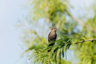 Low angle view of bird perching on tree