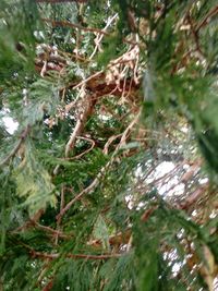 Close-up of tree trunk in forest