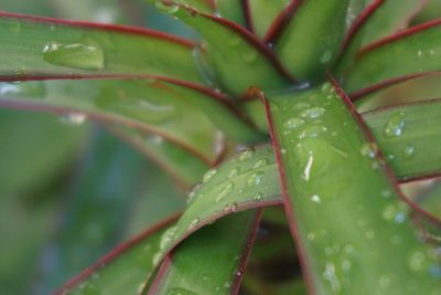 Close-up of wet plant