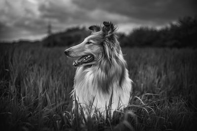 Close-up of dog looking away by plants